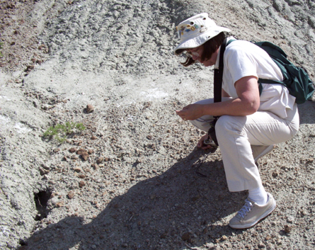 Connecting the past, present and future. Searching for fossilized dinosaur egg shells, Saskatchewan, Canada.